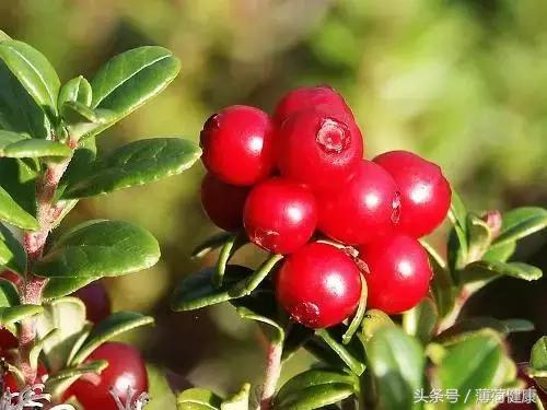 月见草蔓越莓葡萄籽一起的效果,葡萄籽能和蔓越莓月见草一起吃吗