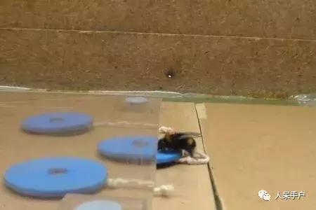 虫虫也能学会“踢球”，这难道是要参加世界杯的节奏？