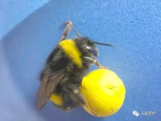 虫虫也能学会“踢球”，这难道是要参加世界杯的节奏？