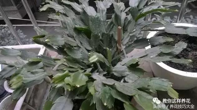 蟹爪兰长得好好的就断了怎么回事,蟹爪兰花谢了怎么处理才能复花