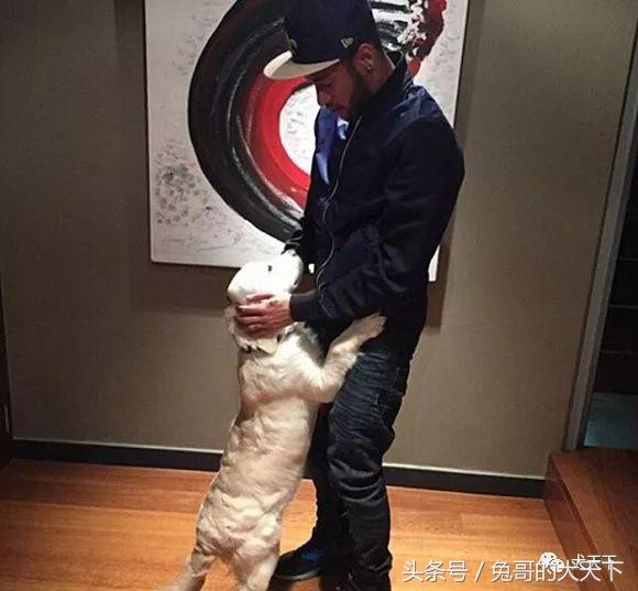 足球吉祥物狗狗盘点,一只狗狗拯救了无数人