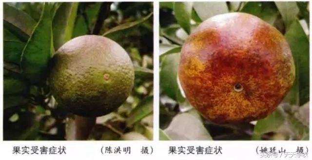 柑橘锈壁虱危害果实到几月,柑橘的虫害锈壁虱有哪几种特效药