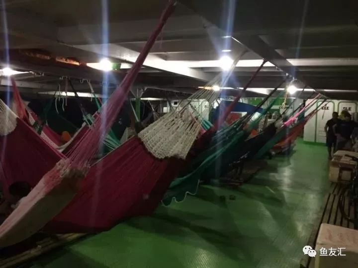 特隆贝塔如何饲养,特隆贝塔半皇与红彩区别