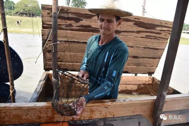 特隆贝塔如何饲养,特隆贝塔半皇与红彩区别