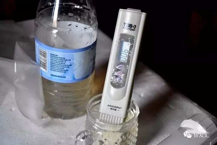 特隆贝塔如何饲养,特隆贝塔半皇与红彩区别