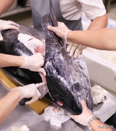 蓝鳍金枪鱼拍出天价,天价蓝鳍金枪鱼切割全过程