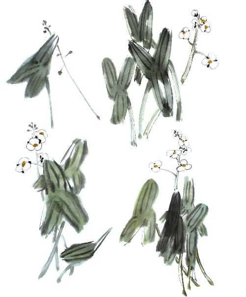 花卉国画教学视频,花卉画法教程中国画