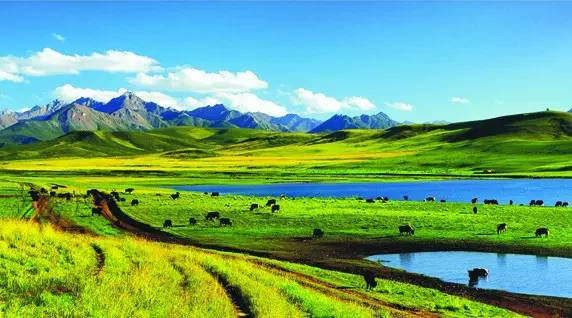 甘肃张掖军马场旅游 (张掖最好的军马场)