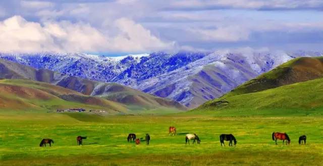 甘肃张掖军马场旅游 (张掖最好的军马场)