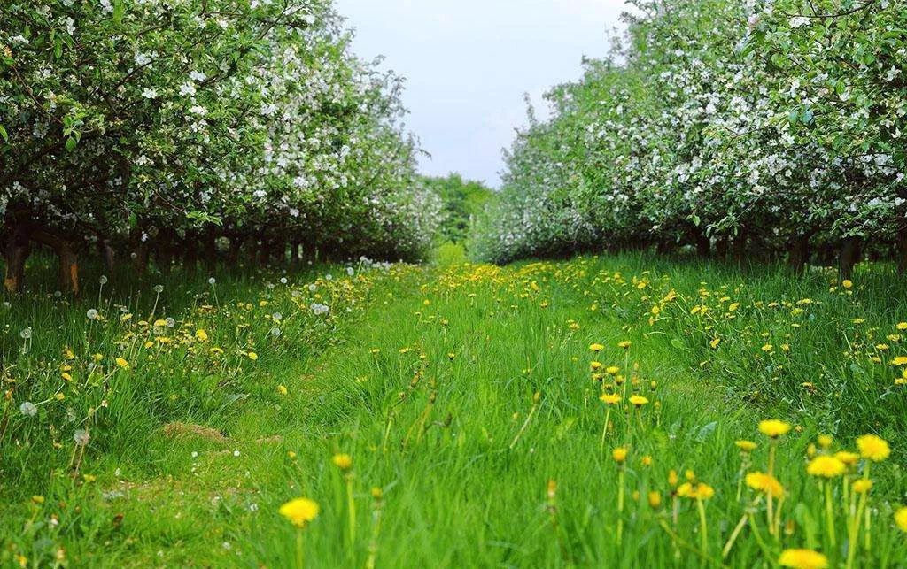 果园除草剂药害,果园使用除草剂对人有危害吗