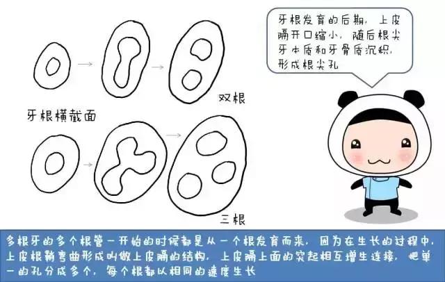 儿童治疗牙齿科普动画,孩子牙齿成长全过程
