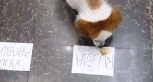 谁说伪球迷预测不了真胜利？是时候让你的宠物拉你一把了！