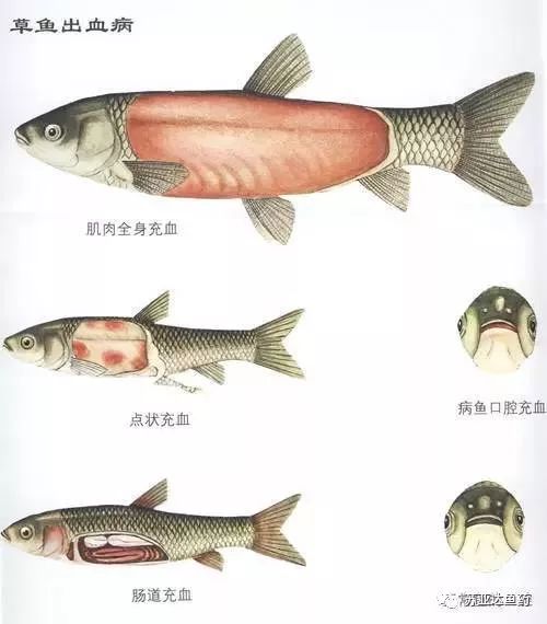 淡水鱼出血病防治对策