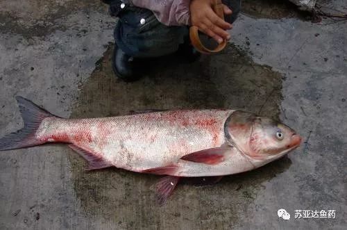 淡水鱼出血病防治对策