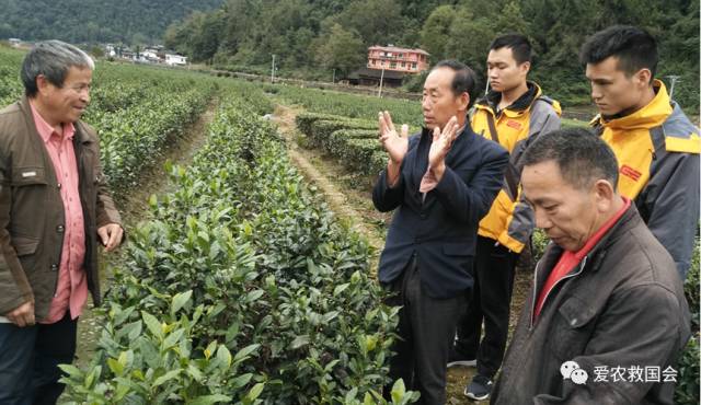 干旱天气对茶叶的影响,高温干旱对茶树的影响