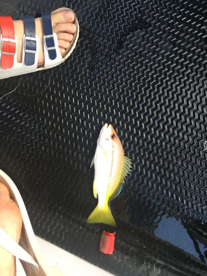 帕劳海底之旅,帕劳的海底