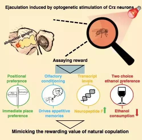 光照就会性高潮！最新研究：奖励机制让果蝇深陷“*灯区红**”