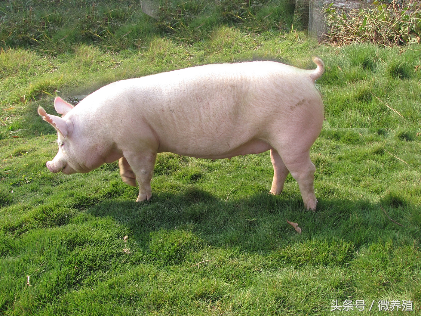 怀孕母猪后期饲养管理,后备小母猪怎样饲养和管理