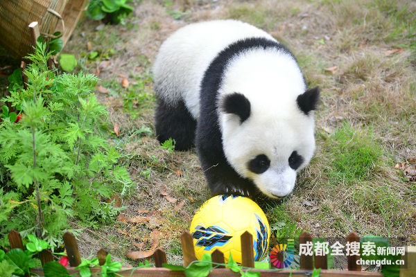 大熊猫第一场比赛,108只大熊猫亮相伦敦奥运会