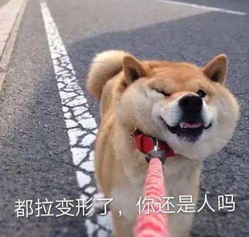 法牛跑得超快,法牛出门就趴地上不动