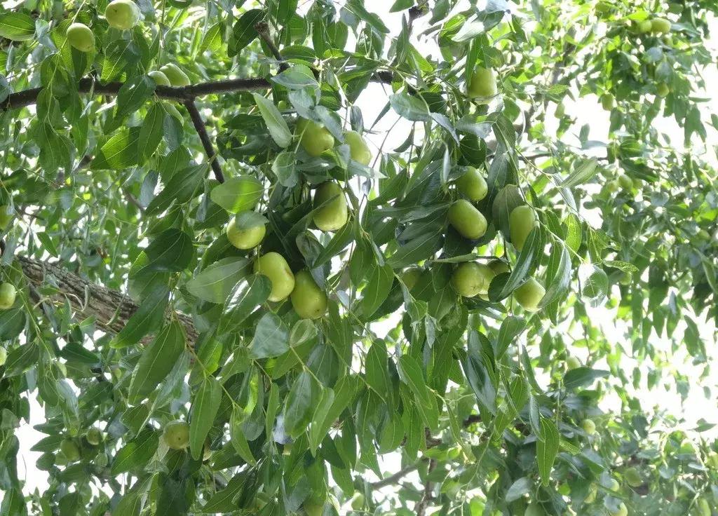 一日不见如隔三秋下一句什么,一日不见如隔三秋用古诗怎么说