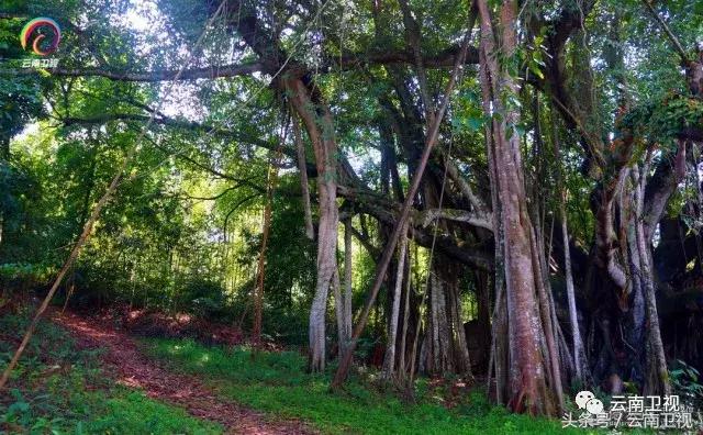 益安宁丸杯合唱在湖北哪个台直播,益安宁杯合唱四川比赛
