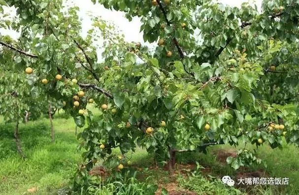 大连自驾游的游记,大连近郊游自驾推荐