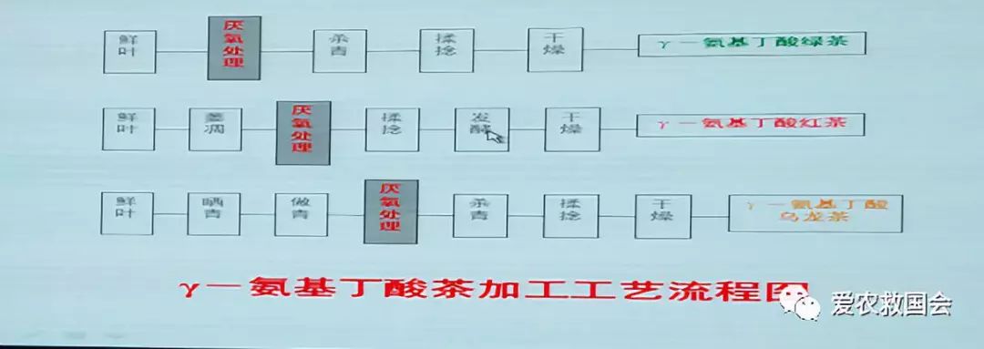 商机处理基本步骤,白叶茶培育