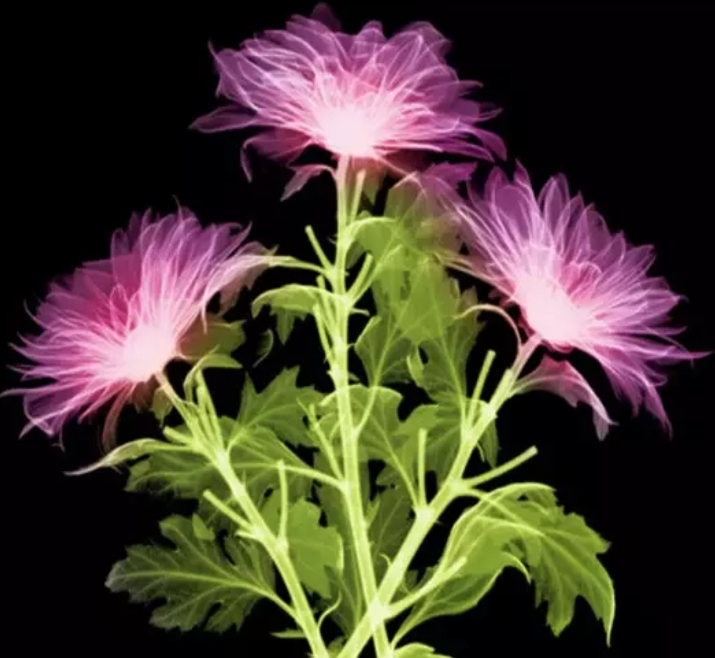 一辈子看不到的奇花异草太美了,惊艳的奇花异草