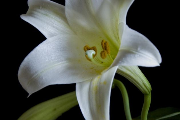 香水百合盆栽有虫子怎么办,香水百合病害防治方法