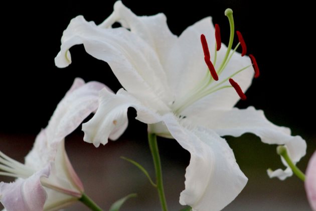 香水百合盆栽有虫子怎么办,香水百合病害防治方法