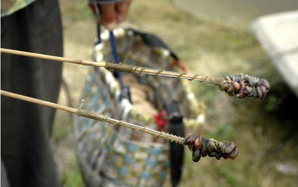 钓黄鳝的技巧钩头朝下还是平放,不会钓鱼怎么逮鱼