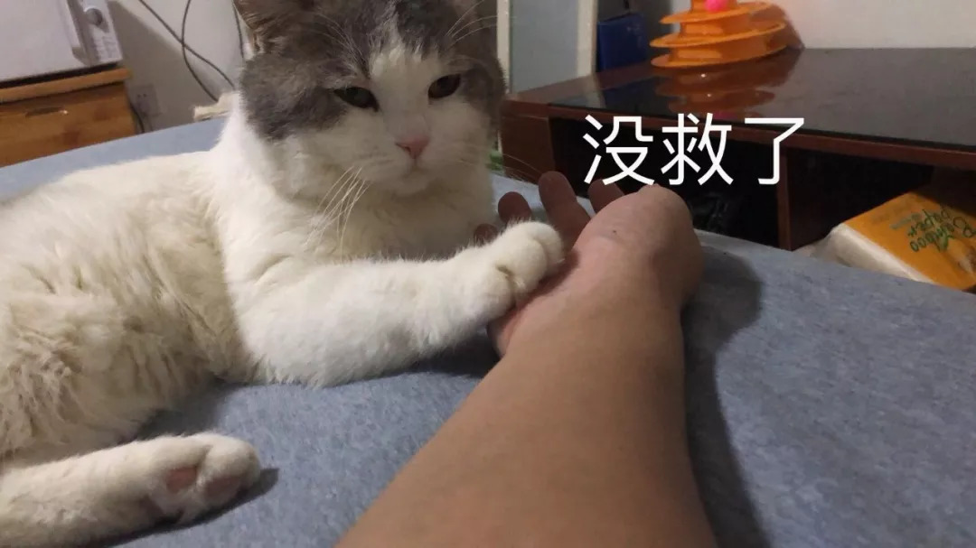 不养猫不爱狗,不养猫不养狗还可以养什么宠物