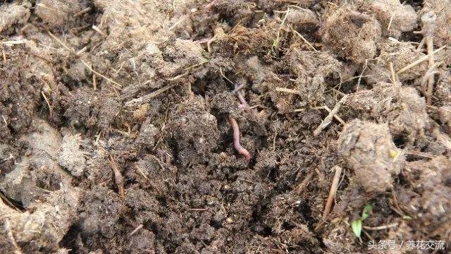 自制植物肥料制作方法,自制多肉植物的肥料