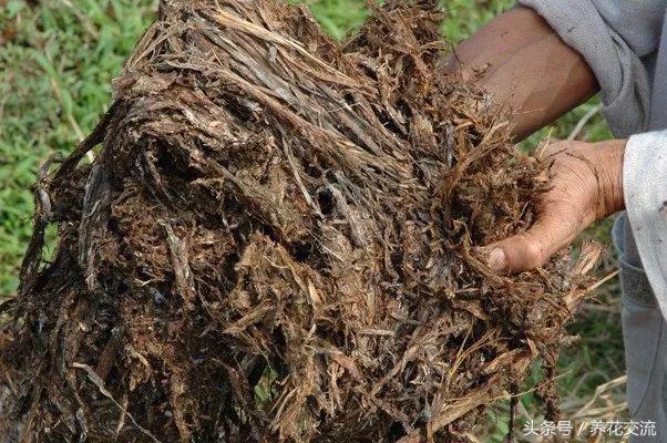 自制植物肥料制作方法,自制多肉植物的肥料