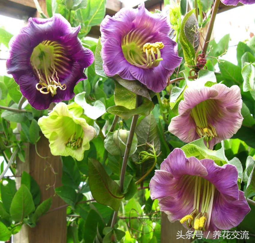 适合养在阳台的5种爬藤类花卉,北方盆栽可以多季开花的爬藤花卉