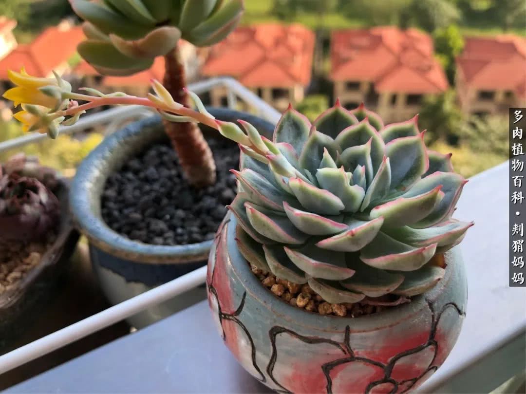多肉如何度夏的方法,多肉夏天如何度夏