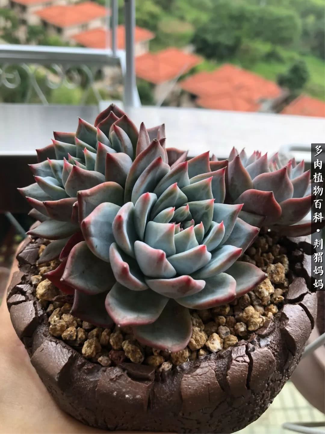 多肉如何度夏的方法,多肉夏天如何度夏