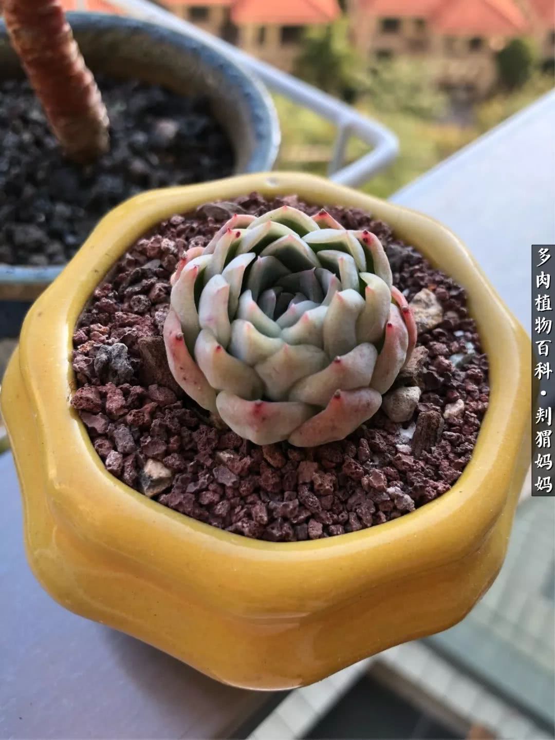 多肉如何度夏的方法,多肉夏天如何度夏