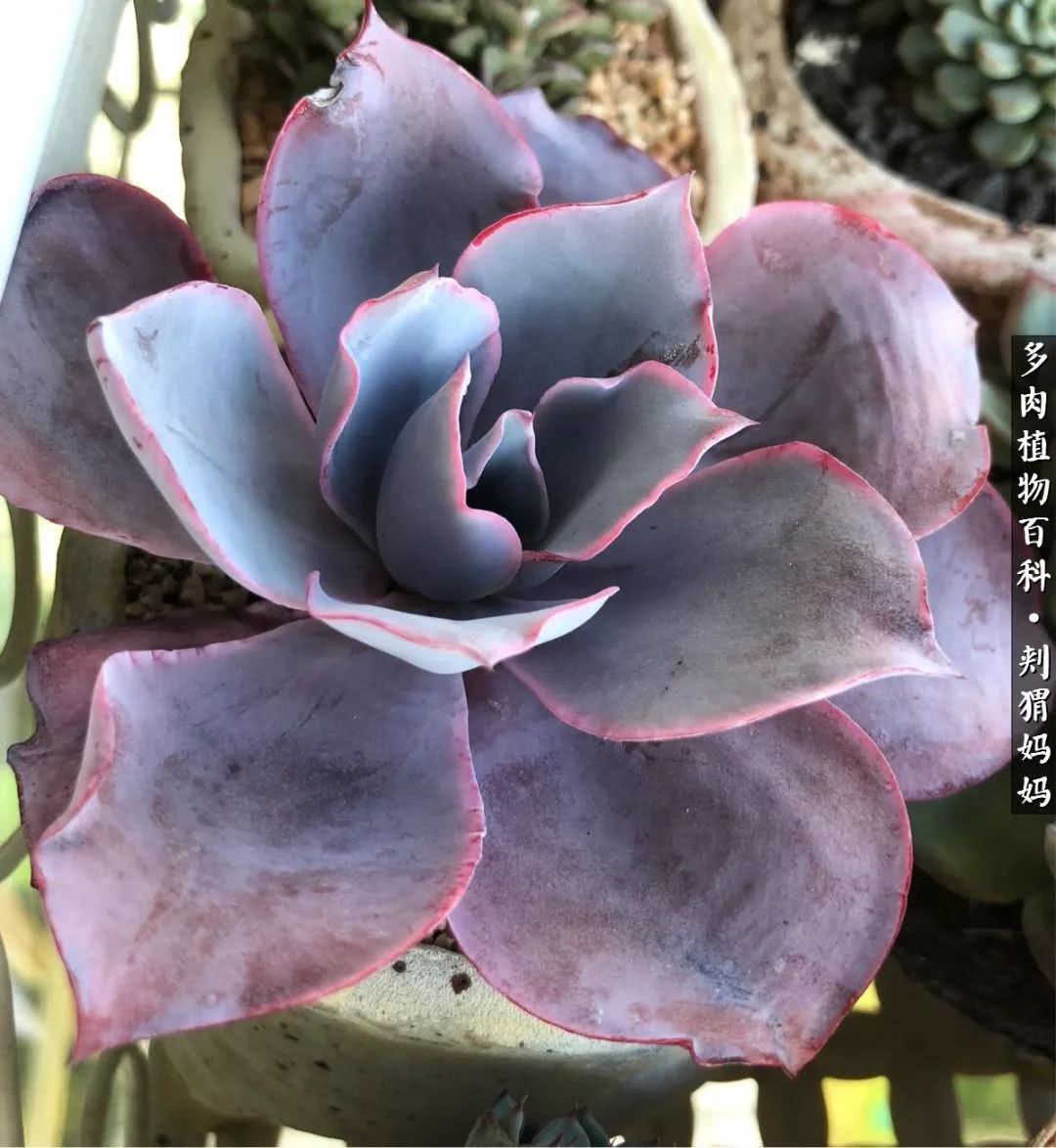 多肉如何度夏的方法,多肉夏天如何度夏