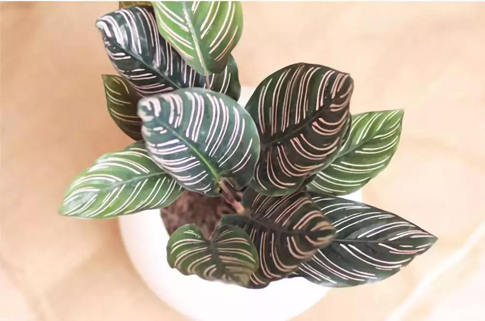 适合夏天养的耐阴植物,夏天养不死花卉