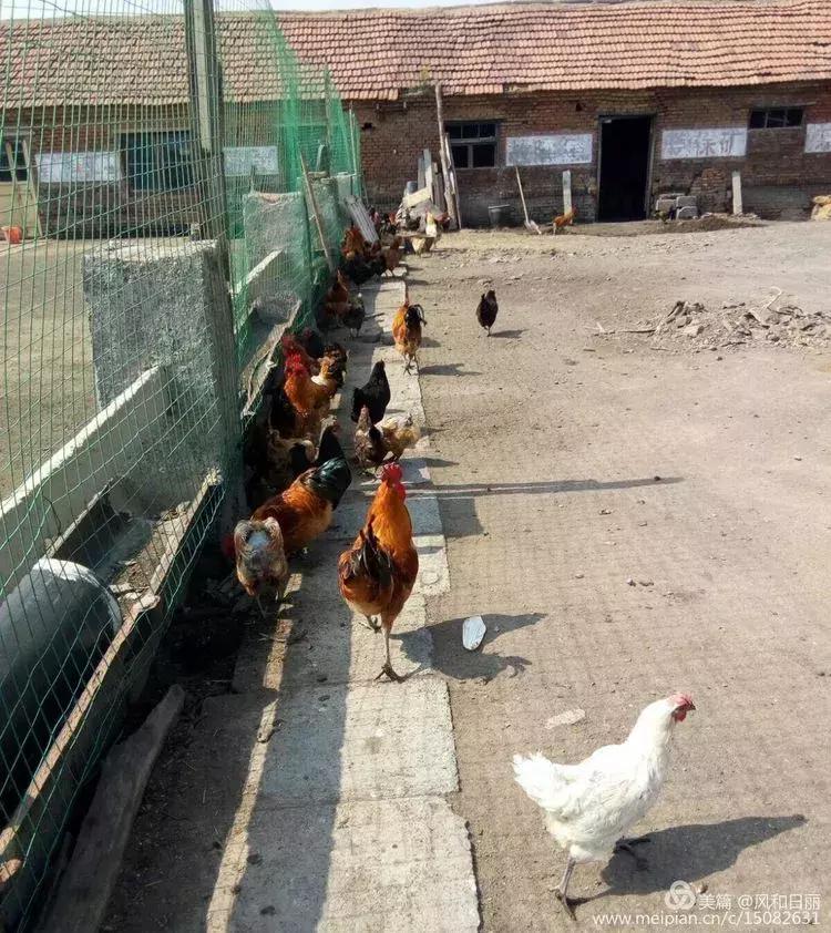 淄川龙山散养鸡,三山区散养土鸡场