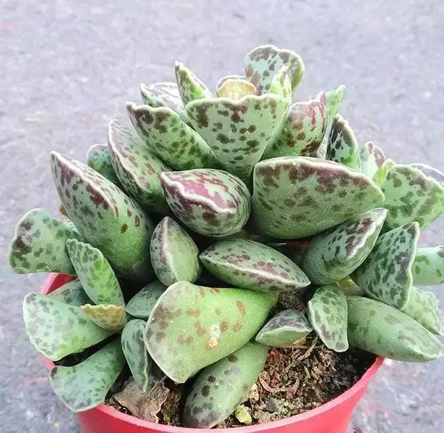 海豹水泡多肉的养护,水泡系列多肉哪些好养活