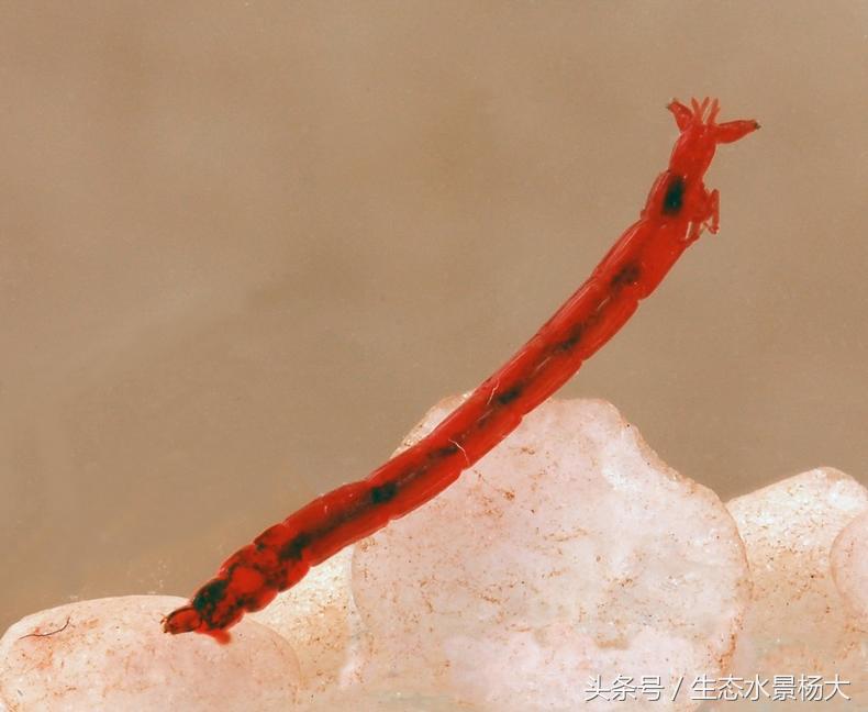 冷冻红虫靠谱吗,冷冻红虫的正确使用方法