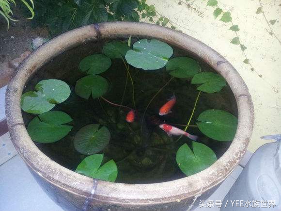 鱼缸水泵循环过滤就可以充氧气吗,鱼缸水泵怎么把脏东西过滤出来