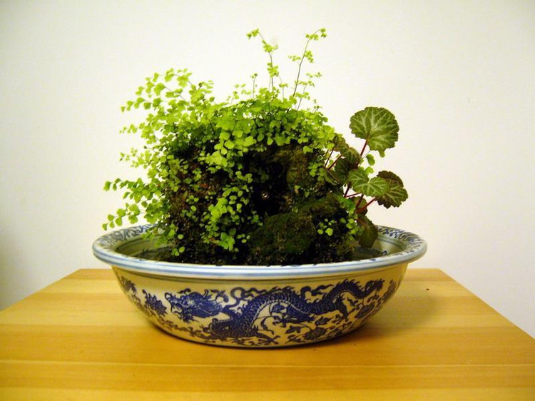 上水石盆景用什么水好,适合种盆景里的点缀