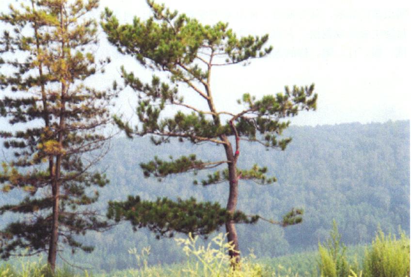 山丁子盆景修剪技巧,赤松景观树怎么修剪