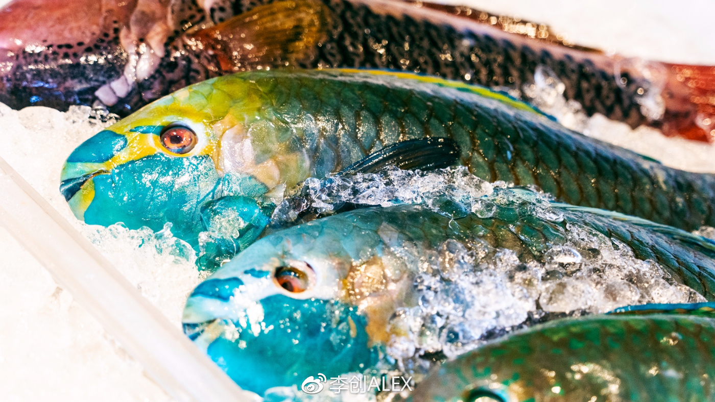 菲律宾宿务薄荷岛潜水之行,菲律宾宿务岛旅游潜水