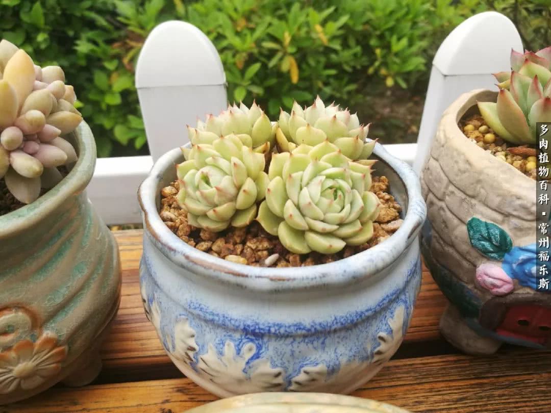 养多肉摒弃焦虑,包邮区不能养的多肉有哪些