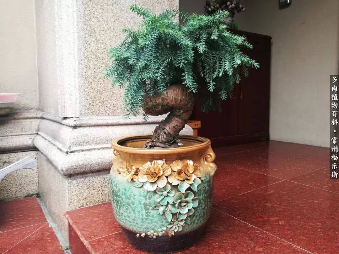 养多肉摒弃焦虑,包邮区不能养的多肉有哪些